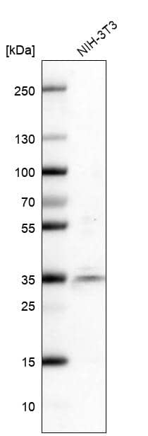Analysis in mouse cell line NIH-3T3.