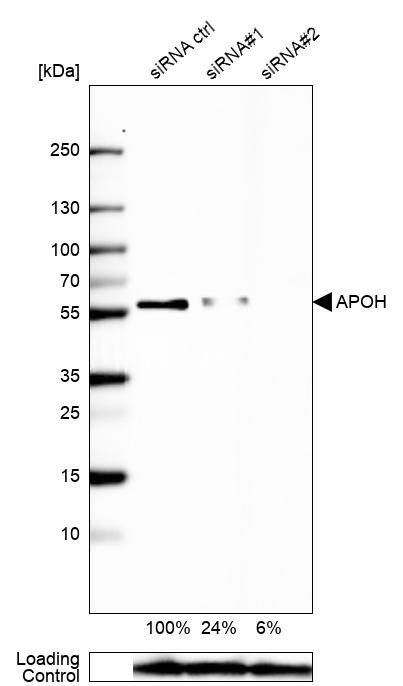 Western Blot Apolipoprotein H/ApoH Antibody - BSA Free