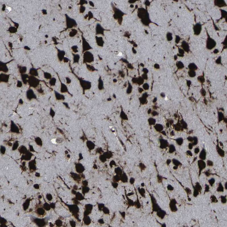 Staining of human cerebral cortex shows moderate to strong nuclear positivity in neurons.