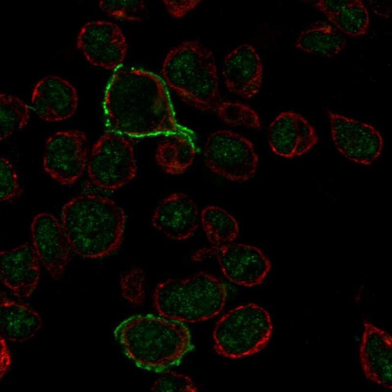 Staining of human cell line REH shows localization to nucleus & plasma membrane.