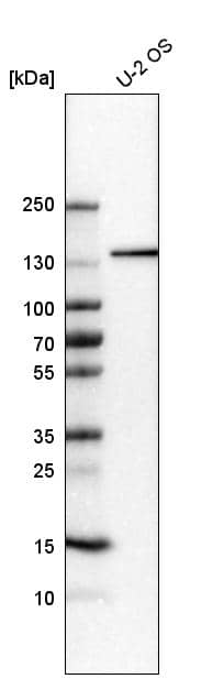 Western Blot AZ1 Antibody - BSA Free