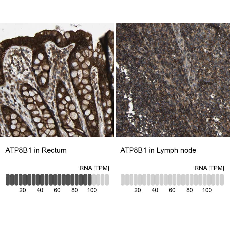 Immunohistochemistry-Paraffin BRIC Antibody - BSA Free