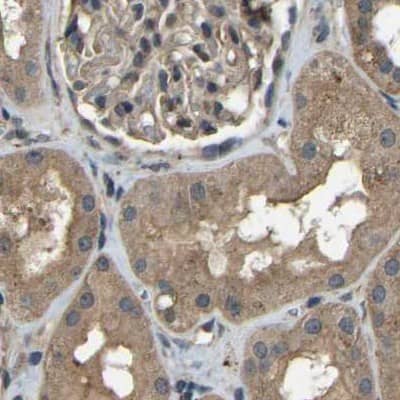 Immunohistochemistry-Paraffin BRIC Antibody - BSA Free