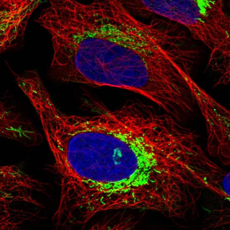Staining of human cell line U-2 OS shows localization to mitochondria.