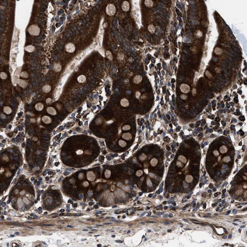 Staining of human duodenum shows strong cytoplasmic positivity in glandular cells.