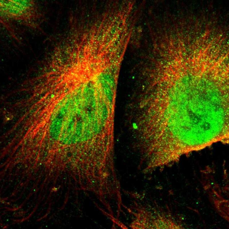 Staining of human cell line U-251 MG shows localization to nucleoplasm & cytosol.