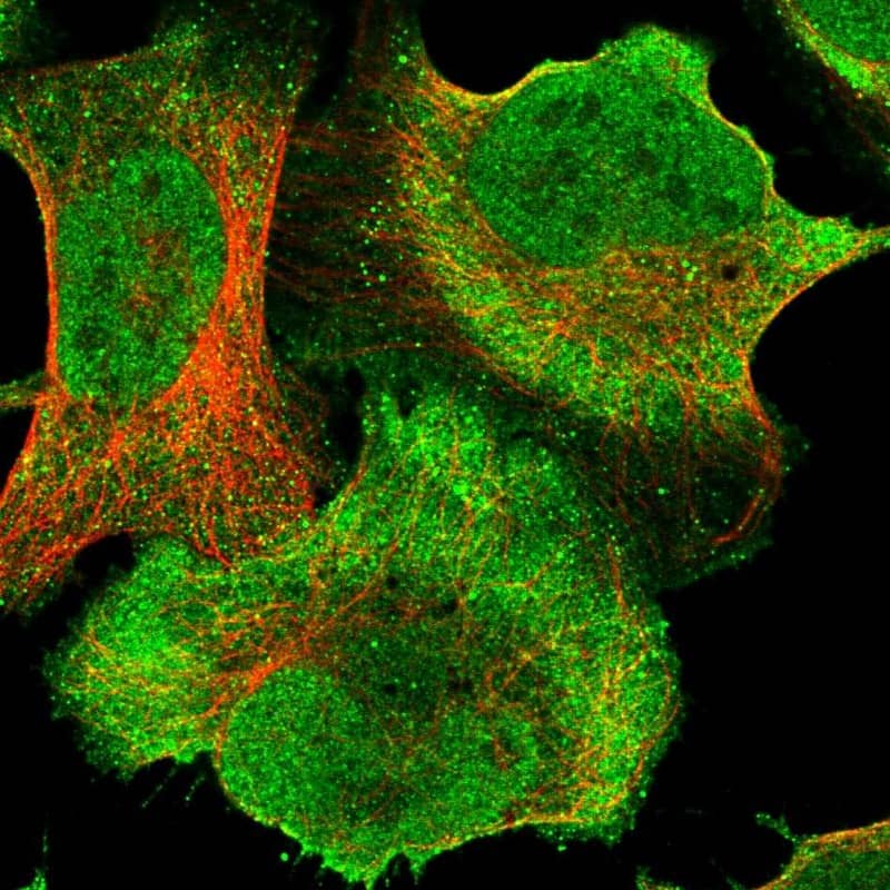 Staining of human cell line U-2 OS shows localization to nucleoplasm & plasma membrane.