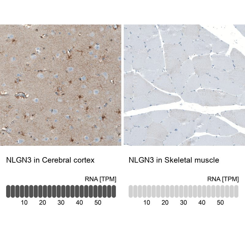 Analysis in human cerebral cortex and skeletal muscle tissues using NBP1-90080 antibody. Corresponding NLGN3 RNA-seq data are presented for the same tissues.