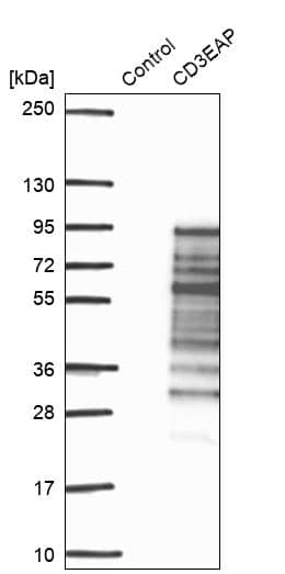 Analysis in control (vector only transfected HEK293T lysate) and CD3EAP over-expression lysate (Co-expressed with a C-terminal myc-DDK tag (~3.1 kDa) in mammalian HEK293T cells).