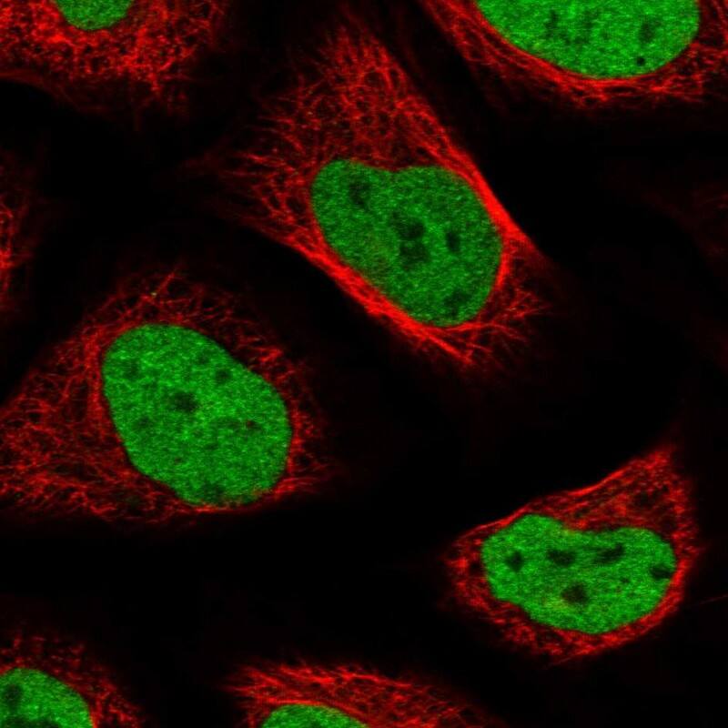 Staining of human cell line U-2 OS shows localization to nucleoplasm.