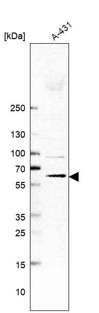 Analysis in human cell line A-431.