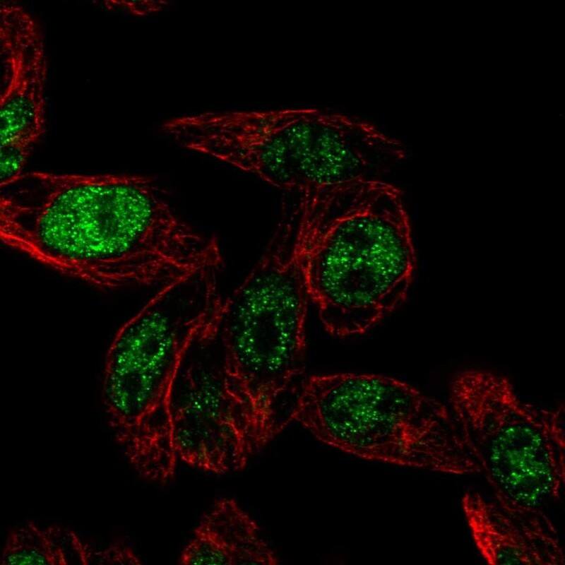 Staining of human cell line Hep G2 shows localization to nucleoplasm.