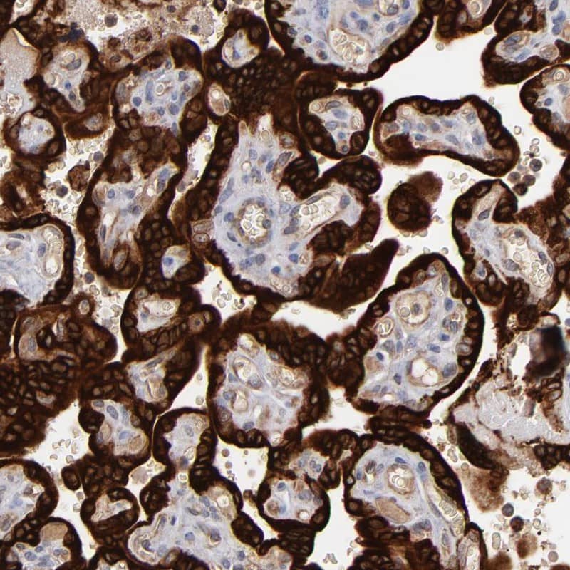 Staining of human placenta shows high expression.