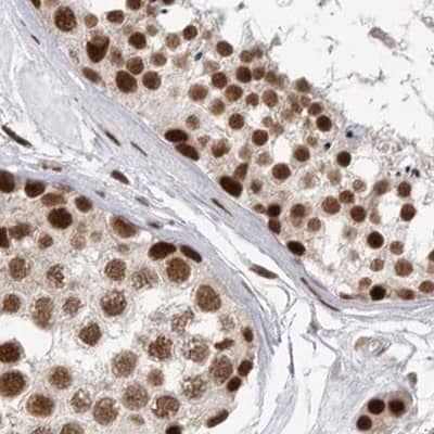 Staining of human testis.