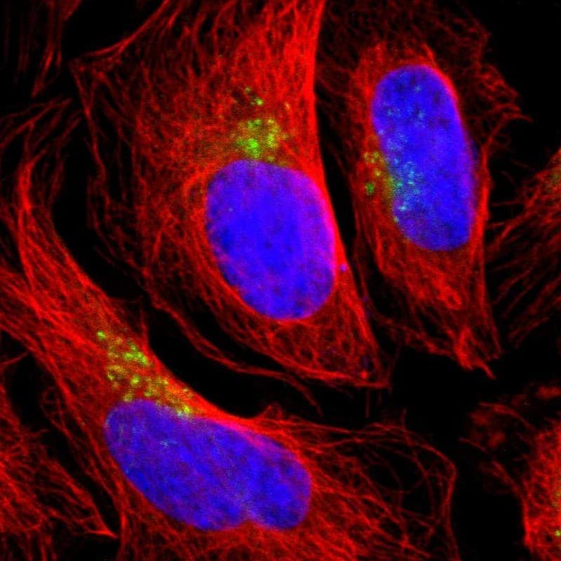 Staining of human cell line U-2 OS shows localization to the Golgi apparatus.