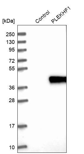Analysis in control (vector only transfected HEK293T lysate) and PLEKHF1 over-expression lysate (Co-expressed with a C-terminal myc-DDK tag (~3.1 kDa) in mammalian HEK293T cells).