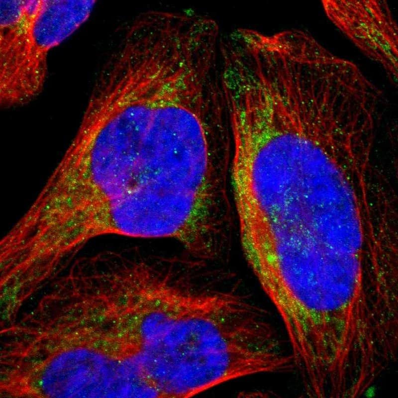 Immunocytochemistry/ Immunofluorescence mtRNA polymerase Antibody - BSA Free