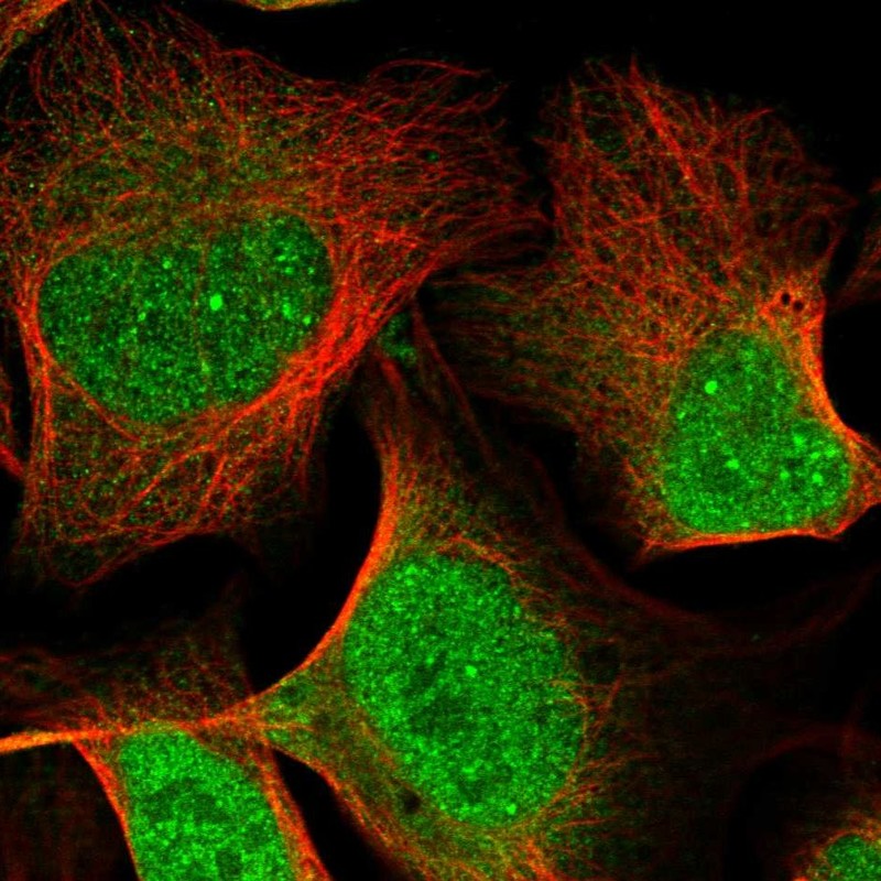 Staining of human cell line U-2 OS shows localization to nucleoplasm, nuclear bodies & cytosol.