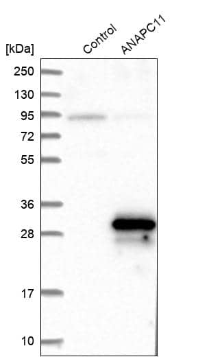 Analysis in control (vector only transfected HEK293T lysate) and ANAPC11 over-expression lysate (Co-expressed with a C-terminal myc-DDK tag (~3.1 kDa) in mammalian HEK293T cells).