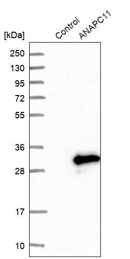Analysis in control (vector only transfected HEK293T lysate) and ANAPC11 over-expression lysate (Co-expressed with a C-terminal myc-DDK tag (~3.1 kDa) in mammalian HEK293T cells).