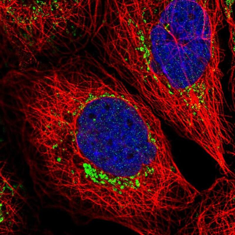 Staining of human cell line A-431 shows localization to mitochondria.