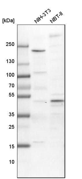 Western Blot AP2 alpha Antibody - BSA Free