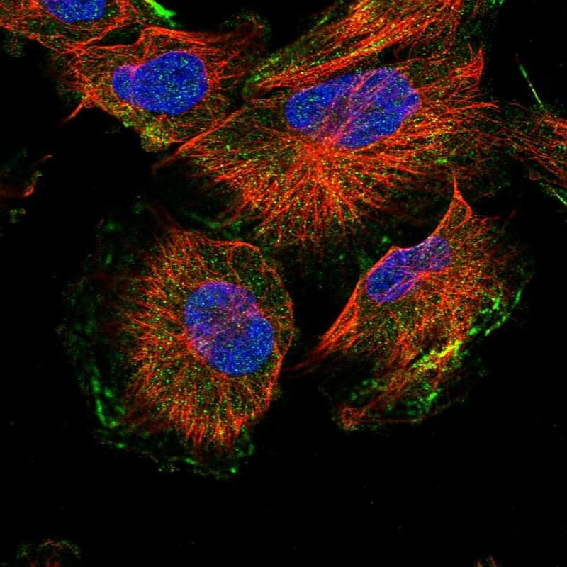 Staining of human cell line U-251 MG shows localization to plasma membrane.