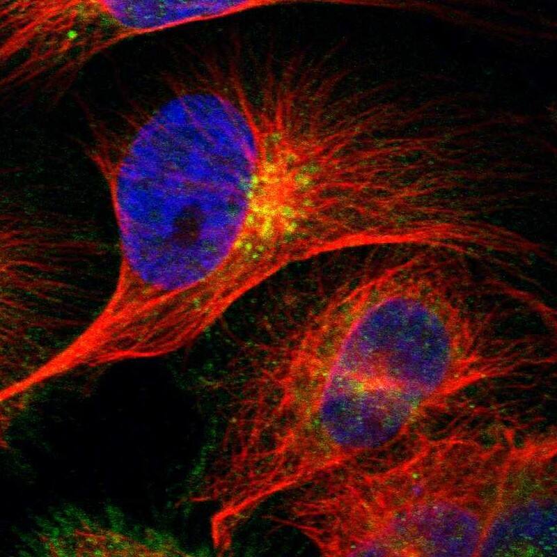 Staining of human cell line U-251 MG shows localization to plasma membrane & the Golgi apparatus.