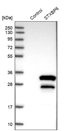 Analysis in control (vector only transfected HEK293T lysate) and STXBP6 over-expression lysate (Co-expressed with a C-terminal myc-DDK tag (~3.1 kDa) in mammalian HEK293T cells).