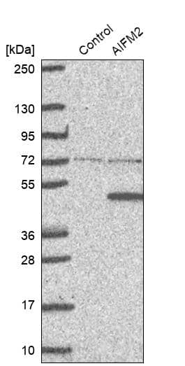 Western Blot AMID Antibody - BSA Free