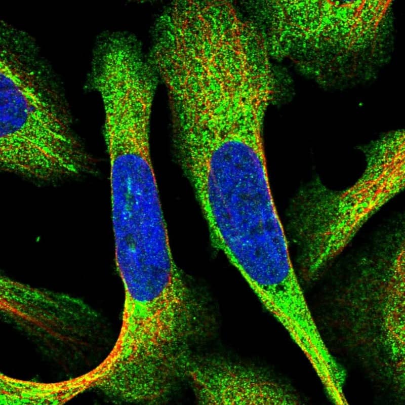 Immunocytochemistry/ Immunofluorescence GFER/ALR Antibody - BSA Free