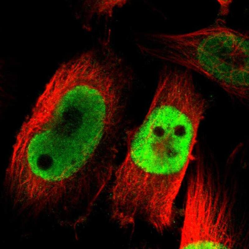 Staining of human cell line U-251 MG shows localization to nucleoplasm.