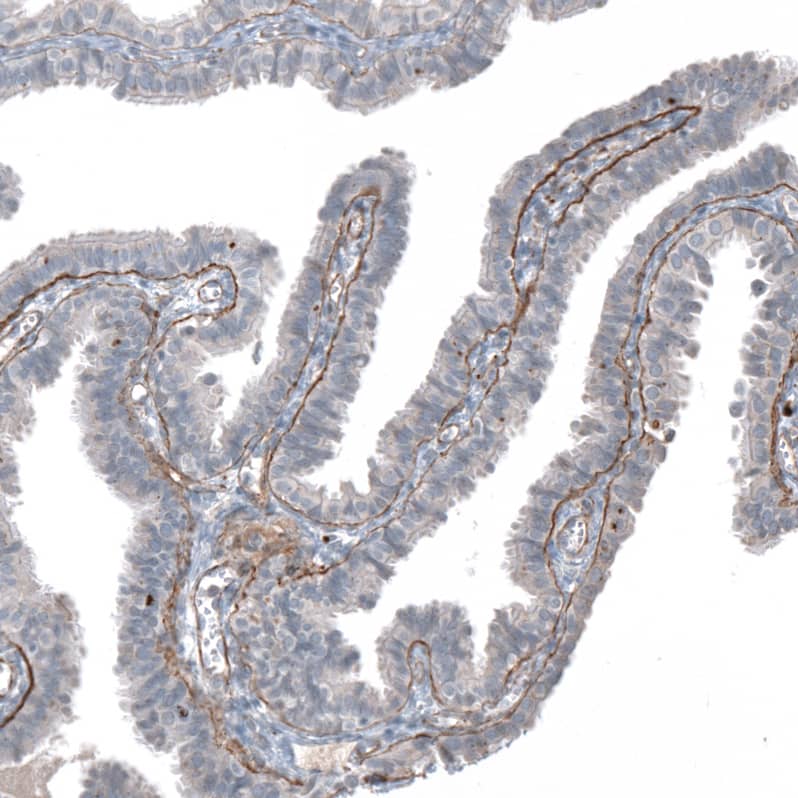 Staining of human Fallopian tube shows moderate positivity in basement membrane in glandular cells.