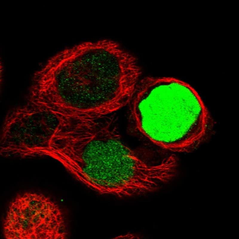 Staining of human cell line A-431 shows localization to nucleus.