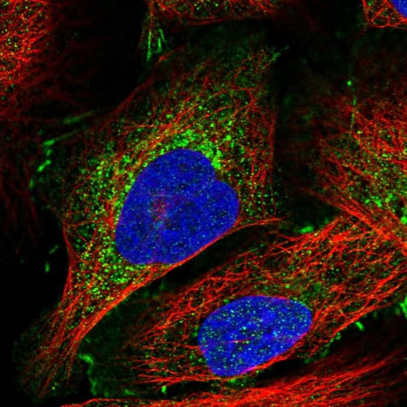 Staining of human cell line U-2 OS shows localization to cytosol & cell junctions.