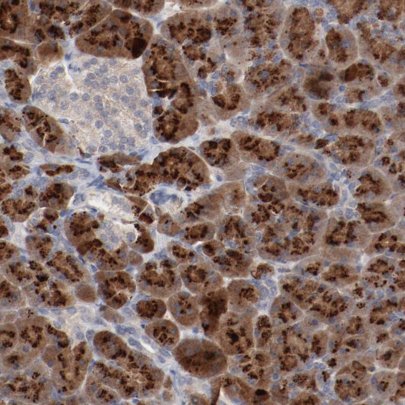 Immunohistochemistry-Paraffin beta-2 Adrenergic R/ADRB2 Antibody - BSA Free