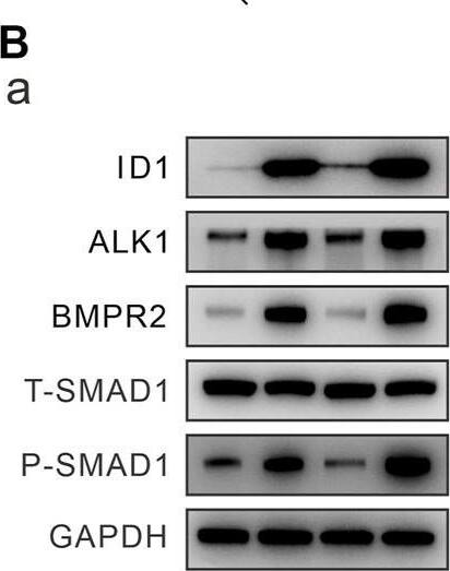 BMP9 promoted BMPR2/Smad and ALK1/Smad activity in hiSCAPs. (A) The mRNA expression levels of (a) ID1 and BMP receptors (b) BMPRII and (c) ALK1 in hSCAPs and hiSCAPs. (B) The protein expression of (b) ID1, (c) BMPRII, (d) ALK1, (e) total and (f) phosphorylated Smad-1 was analyzed by Western blot. The grey intensity of bands was analyzed using ImageJ software. Each assay condition was performed in triplicate. ***, p < 0.001. Image collected and cropped by CiteAb from the following open publication (//pubmed.ncbi.nlm.nih.gov/37283947), licensed under a CC-BY license. Not internally tested by Novus Biologicals.
