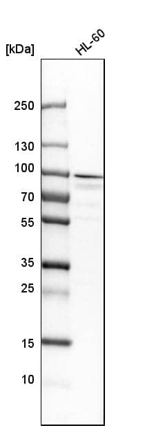 Analysis in human cell line HL-60.