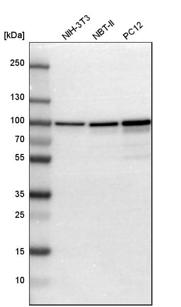 Analysis in mouse cell line NIH-3T3, rat cell line NBT-II and rat cell line pC12.