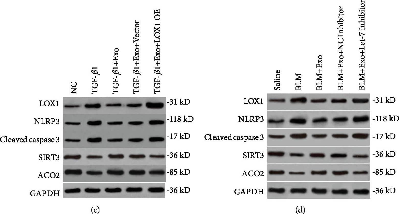 Western Blot: Aconitase 2 Antibody [NBP1-90264] - The regulation mechanism of LOX1 on alveolar epithelial cell apoptosis & fibrosis. (a) Cells were transfected with a LOX1 overexpression plasmid & control vector. ROS levels were determined by DCFH-DA assay in MLE-12 cells treated by TGF-beta 1, TGF-beta 1 plus exosome, TGF-beta 1 plus exosome & vector, & TGF-beta 1 plus exosome & LOX1 overexpression plasmid (n = 3). (b) Detection of cellular mtDNA/18sRNA in each of the above cell groups (n = 3). (c) The expression of LOX1, caspase 3, mtDNA damage markers SIRT3 & ACO2, & NLRP3 was measured by western blotting in each of the above cell groups. (d) The expression of the same signal cascades including LOX1, caspase 3, SIRT3, ACO2, & NLRP3 was confirmed in an animal model with pulmonary fibrosis by western blot assay. Data is shown as the means ± SD, n ≥ 3. ∗∗p < 0.01. Image collected & cropped by CiteAb from the following publication (//pubmed.ncbi.nlm.nih.gov/31949877), licensed under a CC-BY license. Not internally tested by Novus Biologicals.