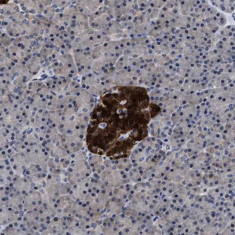 Staining of human pancreas shows strong cytoplasmic positivity in islets of Langerhans.