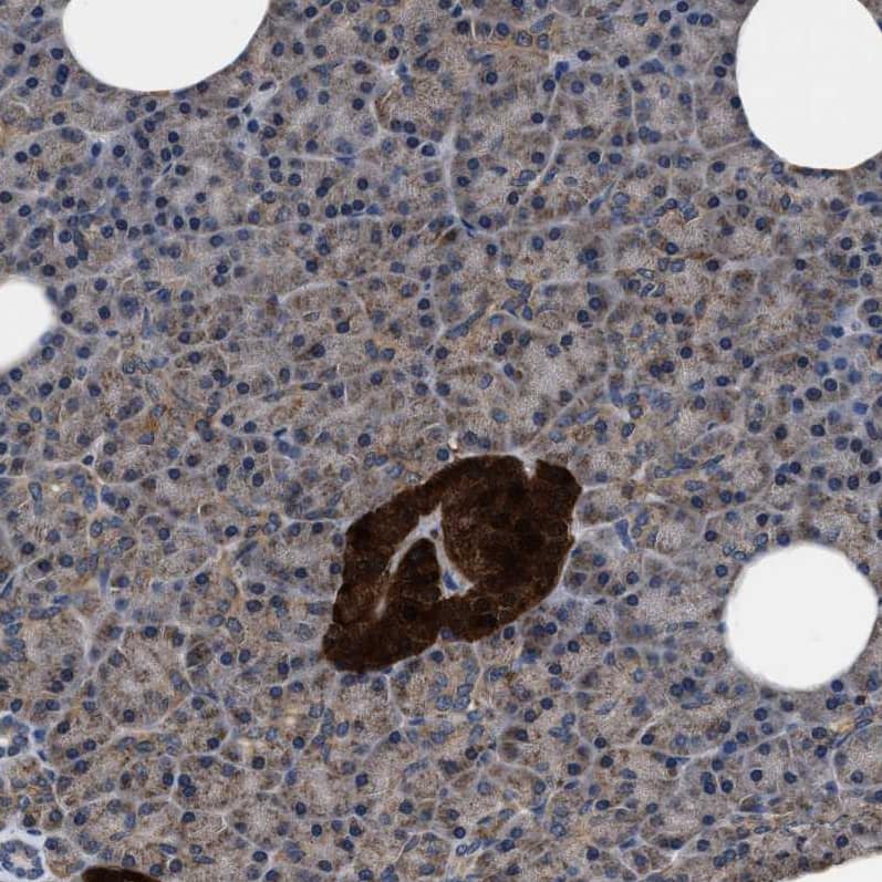 Staining of human pancreas shows strong cytoplasmic positivity in islets of Langerhans.