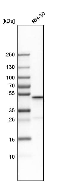 Western Blot CGI-16 Antibody - BSA Free