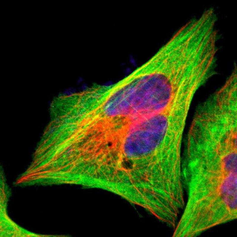 Staining of human cell line U-2 OS shows localization to plasma membrane, cytosol & actin filaments.