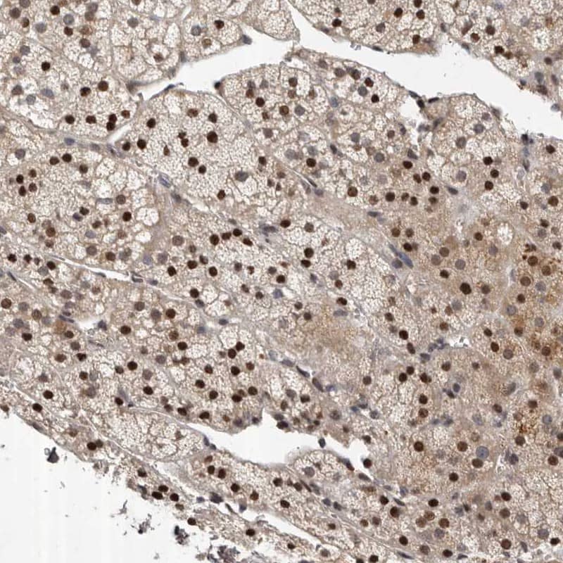 Staining of human adrenal gland shows strong nuclear positivity in cortical cells.
