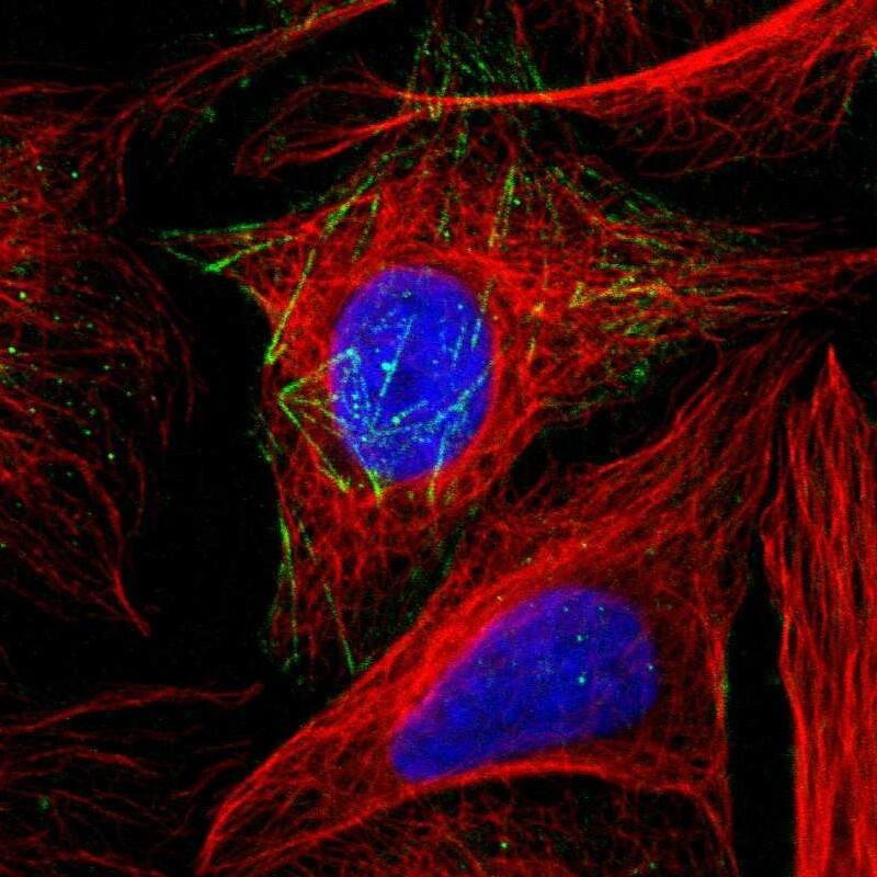 Staining of human cell line U-2 OS shows localization to actin filaments.