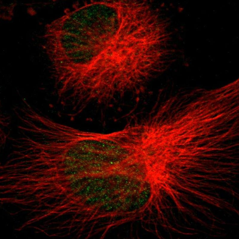 Immunocytochemistry/ Immunofluorescence gamma Sarcoglycan Antibody - BSA Free