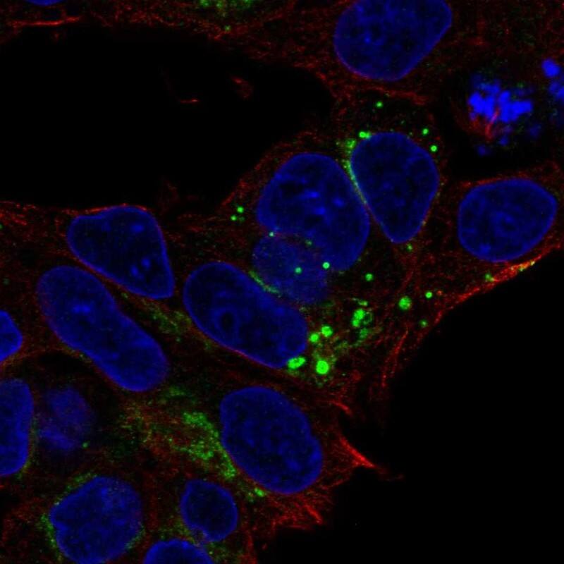 Staining of human cell line Hep G2 shows localization to the Golgi apparatus.