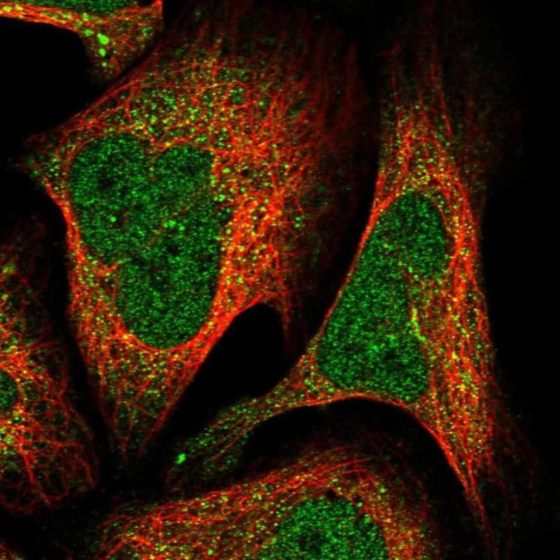 Immunocytochemistry/ Immunofluorescence A2BP1 Antibody - BSA Free