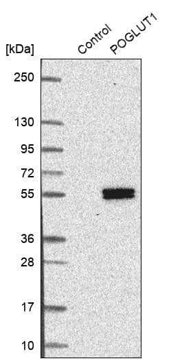 Analysis in control (vector only transfected HEK293T lysate) and POGLUT1 over-expression lysate (Co-expressed with a C-terminal myc-DDK tag (~3.1 kDa) in mammalian HEK293T cells).